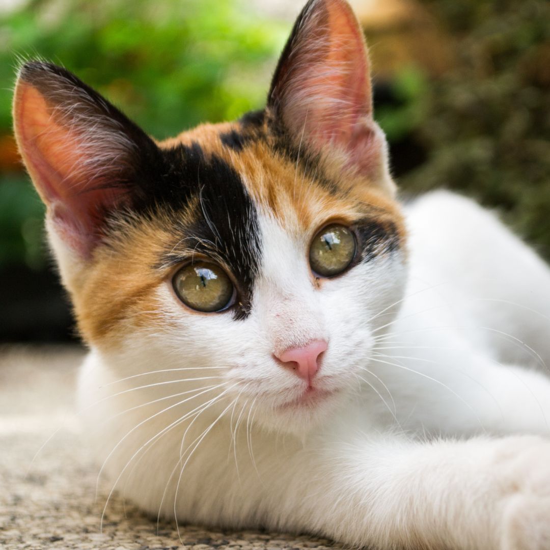 Alimentos para gatos