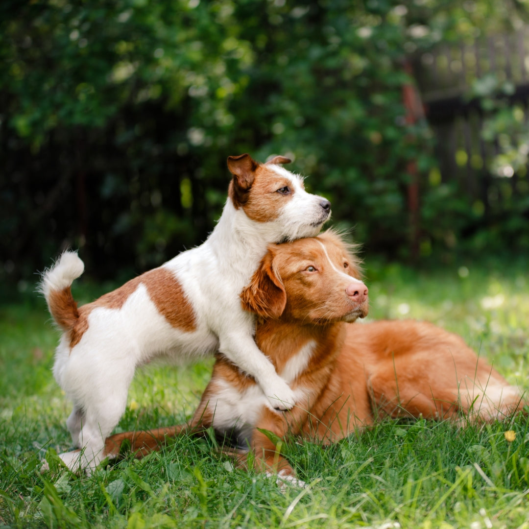 Alimentos para perros